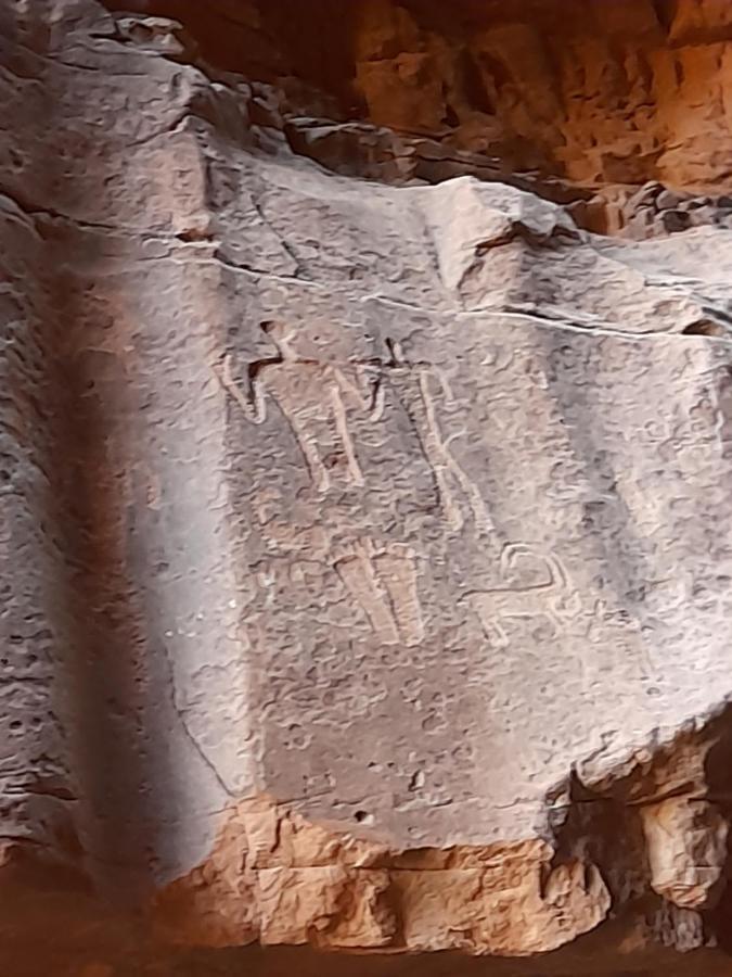 Wadi Rum camels camp Bagian luar foto