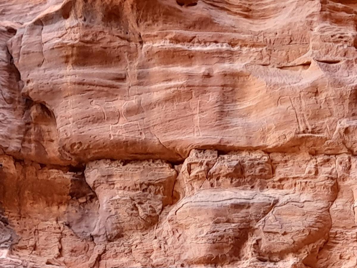 Wadi Rum camels camp Bagian luar foto