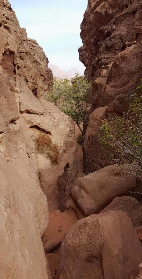Wadi Rum camels camp Bagian luar foto